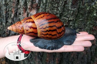 Africké slimáky Achatina achatina standard / Achatina Snails - 4