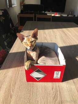 Sphynx - 4