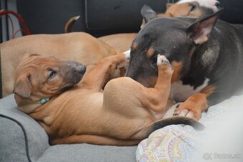 Standard bullterrier, bulterier ihneď k odberu - 4