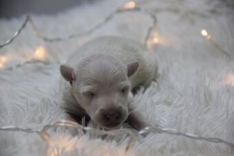 Taliansky chrtík - 4