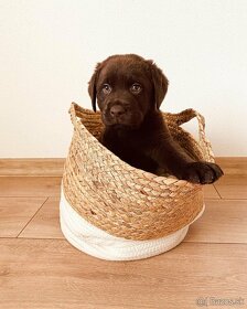Labrador na krytie - 4