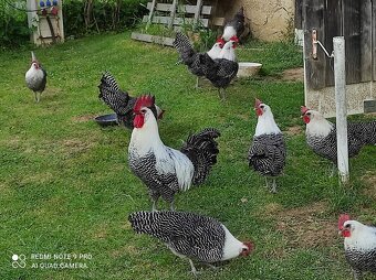 Nasadové vajíčka - 4