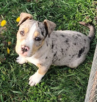 American bully - 4
