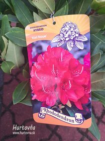 Predám rododendrony - rhododendron - 4