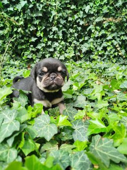Mops - 4