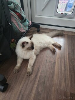Ragdoll - 4