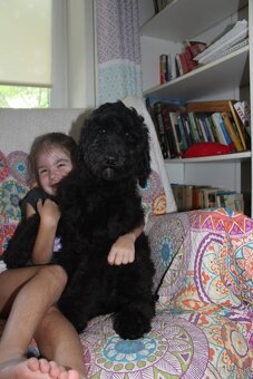 Labradoodle F1B - 4