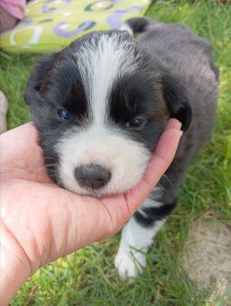 Steniatka Border Collie ( kolia ) k odberu - 4