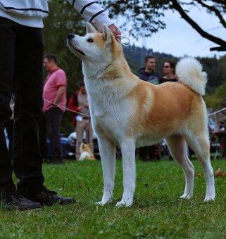 AKITA INU - 4