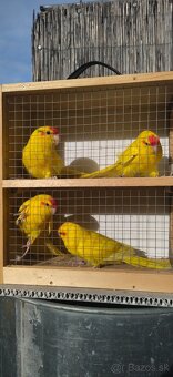 Kakariky - 4