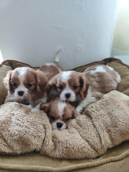 Cavalier cavalier king charles spaniel - 4