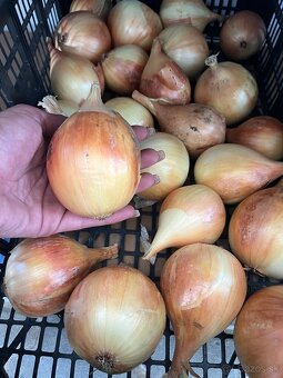 Uhorky nakladačky,cesnak domáci ,cvikla na zaváranie,cibuľa - 4