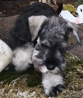 Bradáč malý korenie a soľ - 4