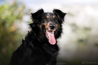 Darujem originál psa Luisa - mix hovawart - hrozí útulok - 4