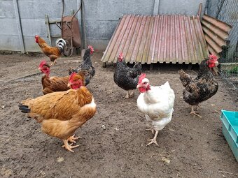 Násadove vajíčka- Gazdovský mix - 4