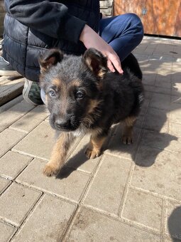 Nemecky ovčiak. - 4