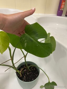 Monstera albo - 4