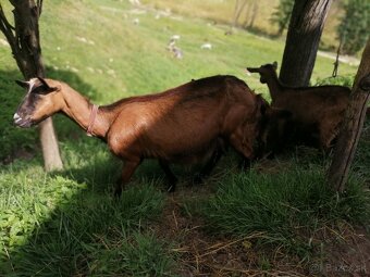3 bezrohé kozy na spásanie záhrady+zámena aj za obilie - 4