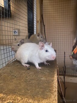 Osmak degu - 4