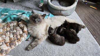 Ragdoll polovičný po mame - 4