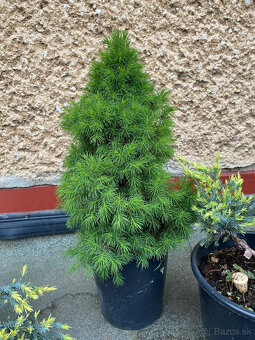 Borievky + Smrek biely - 4