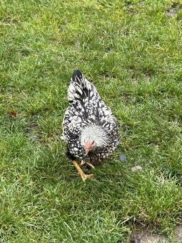 Wyandotky Strieborné Čiernolemovane Veľká forma - 4