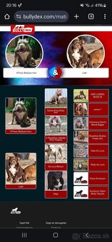 American Bully - 4