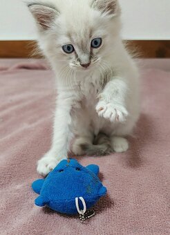 Ragdoll predám - 4