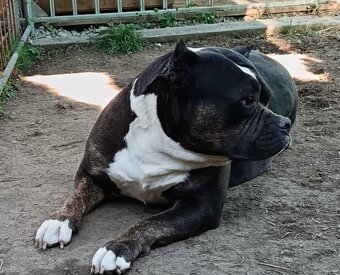 J&K bullys "ponúkame na predaj American bully XL - 4
