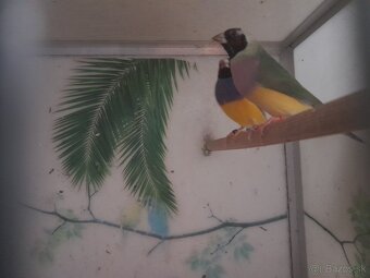 Amadina Gouldova - 4