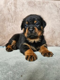 ROTVAJLER - šteniatka s PP - 4