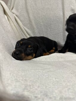 Jazvečík, jazvec - 4