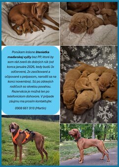 Maďarská vyžla šteniatka - 4