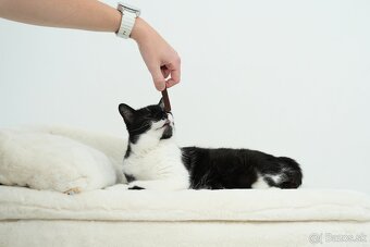 Stará mačička ŽIŠKA hľadá domov - 4