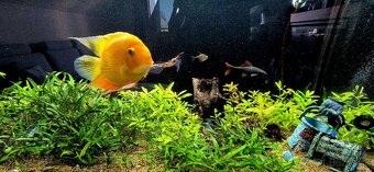 Predám 400l akvárium 180cm komplet + Eheim filter + CO2 - 4