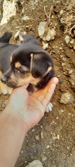 Predam - 4