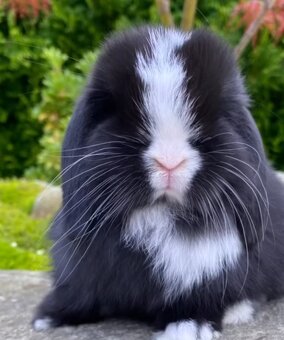 Minilop,zakrsly zajacik - 4