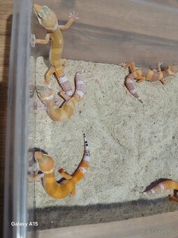 Gekončik nočny - 4