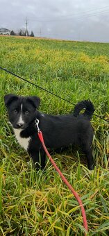 Karelský medvědí pes - 4