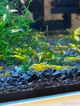 Krevety-Neocardinia yellow fire - 4