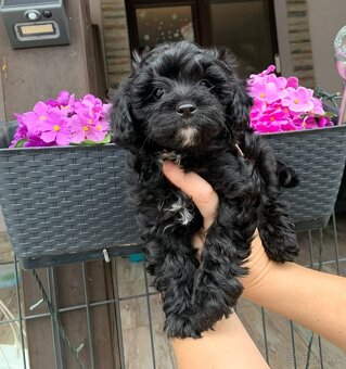 Maltipoo pudel - 4