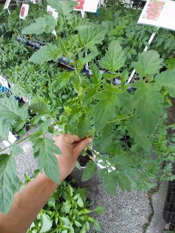 Planty ,priesady,paprika,rajčina,uhorky,cukety - 4
