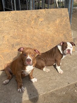 American Bully - 4