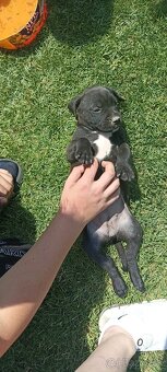 Staford-cane corso - 4