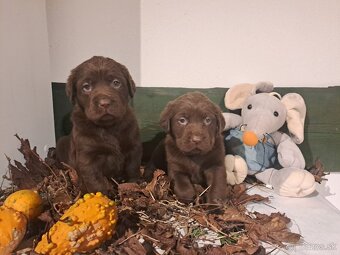 Labrador čokoladový - 4