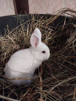 Predám zakrslých zajačikov. - 4