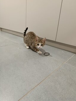 Darujem mačiatko - 4