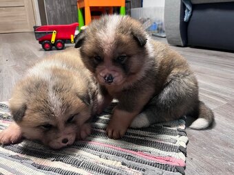 Šteniatka Akita Inu - 4
