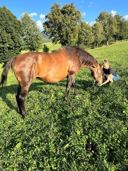 Predám kobylku s vynikajúcou povahou – ideálna k deťom - 4
