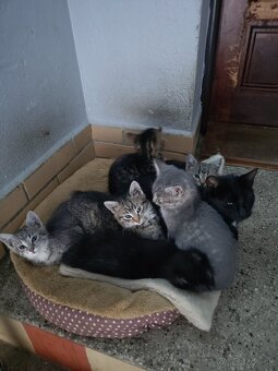 Darujem mačiatka - 4